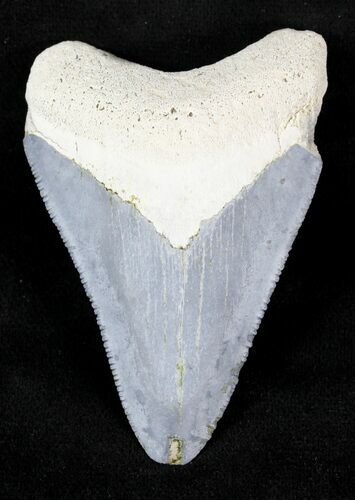 Bone Valley Megalodon Tooth #22894